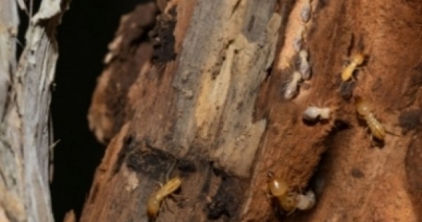 Termite Control Singapore | Anti-Termite Soil Treatment