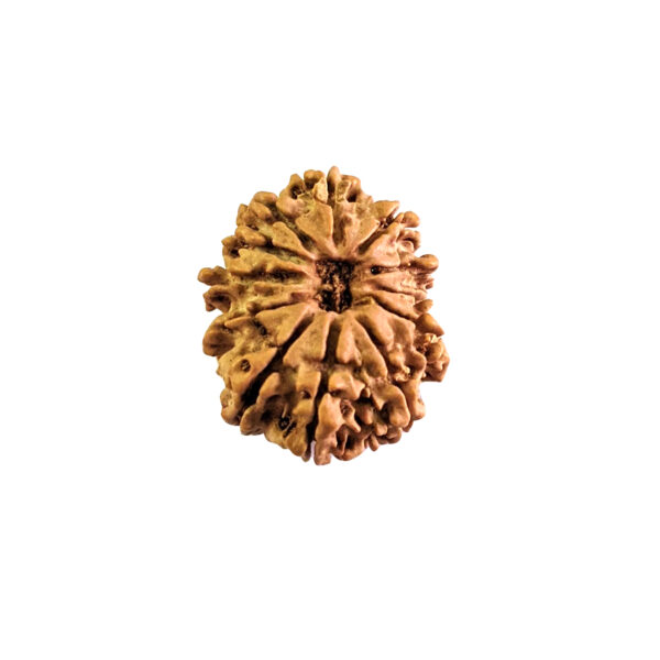 How To Choose the Right Rudraksha Bead for Your Zodiac Sign?