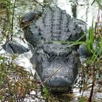 Backwoods Airboat Adventures Profile Picture