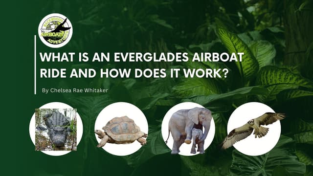 WHAT IS AN EVERGLADES AIRBOAT RIDE AND HOW DOES IT WORK.pdf
