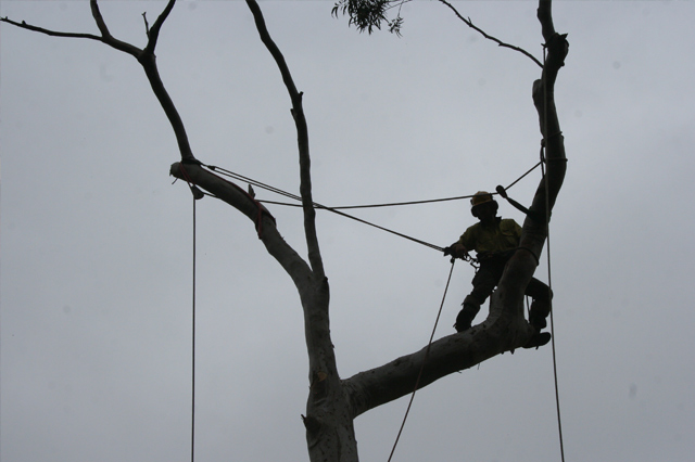 Professional Tree Removal Service Sydney (Nearby Areas)