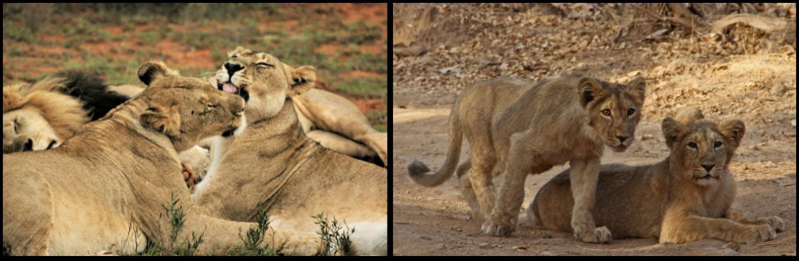 Gir National Park Cover Image