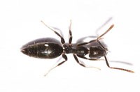 Ant Pest Control Brunswick, Ant Removal Brunswick, Pest Control Near me