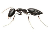 Ant Pest Control Briar Hill, Ant Removal Briar Hill, Pest Control Near me