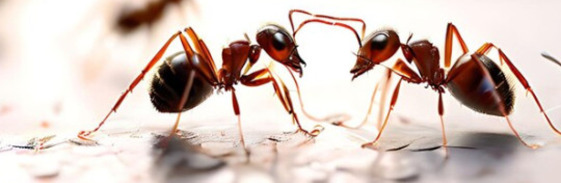 Ant Pest Control Melbourne Cover Image