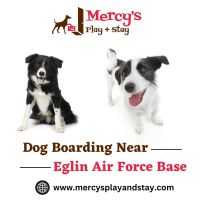 Reveal Your Dog’s Potential with Perfect Training Center Near You – Mercy's Play and Stay