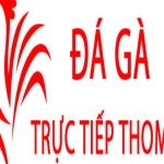 Đá Gà Trực Tiếp Thomo Hôm Nay Profile Picture